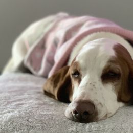 Basset Hounds from Jelly Belly Bassets