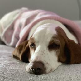 Basset Hounds from Jelly Belly Bassets
