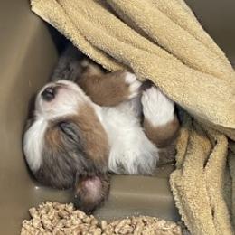 Miniature Australian Shepherd All Grown Up from Yaw's Mini Aussies