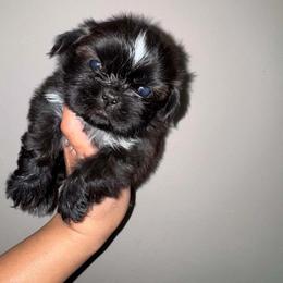 Bella - Black and white female Shih Tzu puppy in Monrovia, California from Sunrise Shihtzu Blossom