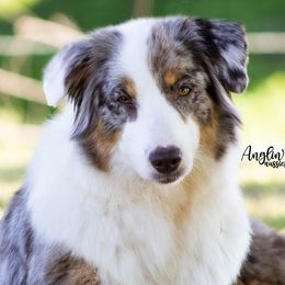 Australian Shepherds from Anglin's Australian Shepherds
