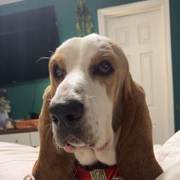 Milton Man Hall - Basset Hound