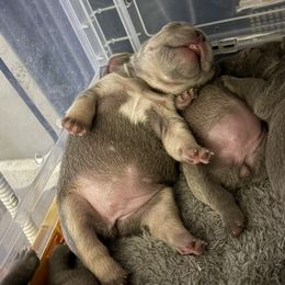 Khaleesi - Blue female French Bulldog puppy in West Hempstead, New York from Long Island Frenchie