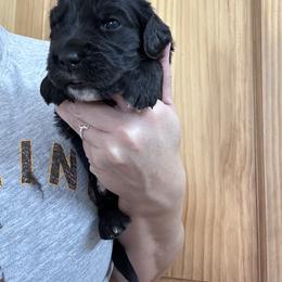 Boy 4 - male Golden Mountain Dog puppy in Wyoming from Great Basin BMD