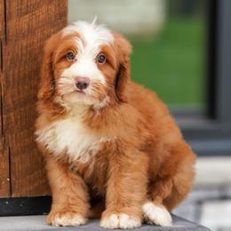 Tex - Red male Bernedoodle puppy in Dundee, Ohio from Down Home Doodle