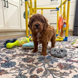 Mike - Red male Cavapoo puppy in Beresford, South Dakota from DAKOTA DOOD RANCH