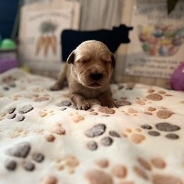 Golden Retriever Puppies from Sunshine Mountain Retrievers