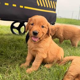 AKC blue collar girl - Dark golden female Golden Retriever puppy in Joshua, Texas from 3 Gun Retrievers