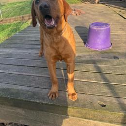 Cider - Labrador Retriever