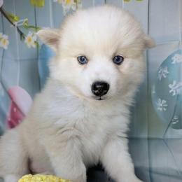 Candy-2200 - Wolf sable female Pomsky puppy in Spring Hill, Florida from www.PuppyTimeEmporium.com