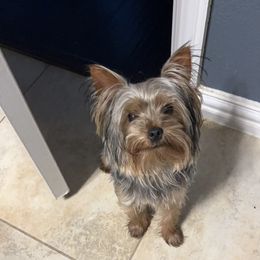 Nero - Yorkshire Terrier