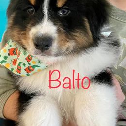 Boy 1 - Black tri-color Australian Shepherd puppy in Virginia from Spirit Aussies