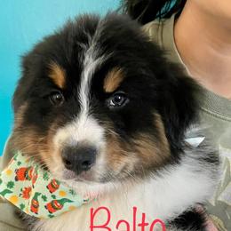 Boy 1 - Black tri-color Australian Shepherd puppy in Virginia from Spirit Aussies