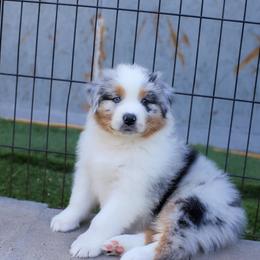 Champagne - Blue merle male Australian Shepherd puppy in Lakewood, California from Cloud Nine Kennel