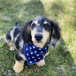 Dachshund Puppies from ForeversEdge Doxies