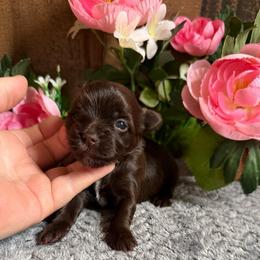 Coco Chanel - Chocolate and tan female Yorkshire Terrier puppy in Howe, Oklahoma from Ray Holder