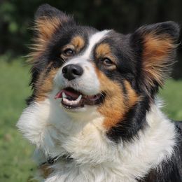 American Corgis and Pembroke Welsh Corgis from Witch Creek Corgis