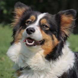 American Corgis and Pembroke Welsh Corgis from Witch Creek Corgis