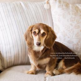 Molly - Dachshund