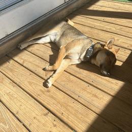 Shiba Inu puppies from SWFL Happy Dogs