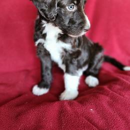 Jade - Sable female Bordoodle puppy in New Oxford, Pennsylvania from The Weekend Farm