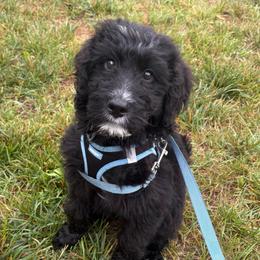 Truffle - Black and white male Bernedoodle puppy in High Point, North Carolina from Kingsfield Doodles