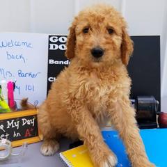 Aussiedoodle and Goldendoodle Puppies from Plumcreek Acres