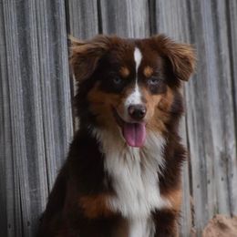 Cheyenne - Miniature Australian Shepherd