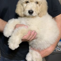 Goldendoodle Puppies from Rolling Acres Doodles and Poodles