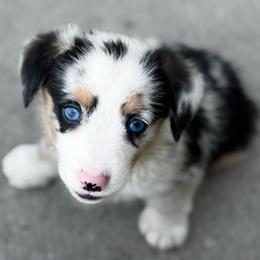 Bliss - Blue merle and white female American Corgi puppy in Nortonville, Kansas from Low Riders Corgis & Mini Aussies