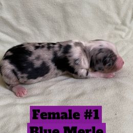 Toy Australian Shepherd Puppies from Toy Aussies
