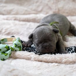 Green - Blue male French Bulldog puppy in Denison, Texas from Lovemyfrenchies – Stoddard Frenchbulldog's