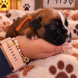 Orange - Fawn male Boxer puppy in Washington from Serenity Boxers