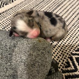 Suzie Q Girl 2 - Blue merle female Australian Shepherd puppy in Churchill County Fallon, Nevada from Card Family Ranch
