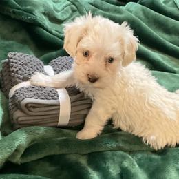 Casper - White male Havanese puppy in Double Oak, Texas from Have A Havanese Puppy