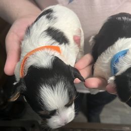 Biewer Terrier Puppies from Southern Star Biewers