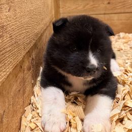 Topaz - Red brindle female Akita puppy in Rahway, New Jersey from Apexx Akitas