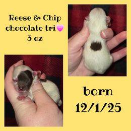 Girl 1 - Chocolate parti female Pomeranian puppy in Creswell, North Carolina from Grace's Poms🐾💕