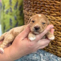 Honor - Apricot female Goldendoodle puppy in Wharton, Texas from Little Fur Friends