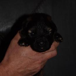 Blue collar Male - Sable male German Shepherd puppy in Mariana, Florida from Haus M Godwin