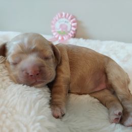 Girl 1 - Buff Cocker Spaniel puppy in Kountze, Texas from Southeast Texas Cocker Spaniels