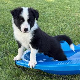 Rocky - Black and white male Border Collie puppy in Dorr, Michigan from Pineview Farm