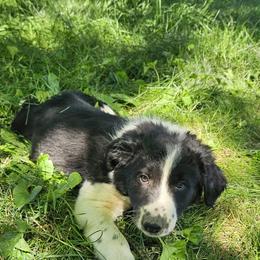 Border Collie and English Shepherd Puppies from Seldom seen herding dogs