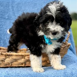 Blue collar toy - Black tri-color male Aussiedoodle puppy in 32046, Florida from River Hill Ranch