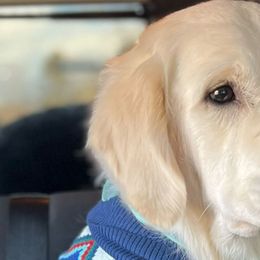 GG Frosty - Golden Retriever