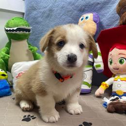 Leonard - Sable male Pembroke Welsh Corgi puppy in Apison, Tennessee from Ashmore Corgis