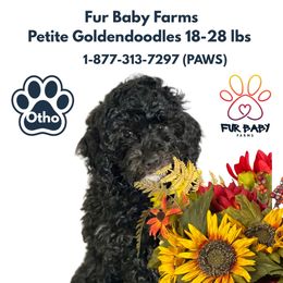 Otho - Black male Goldendoodle puppy in Michigan from Fur Baby Farms