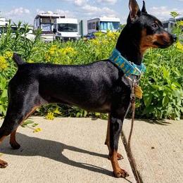Tempe - Miniature Pinscher