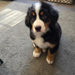 Bernese Mountain Dog and Cavalier King Charles Spaniel Puppies from Kiss A Doodlez