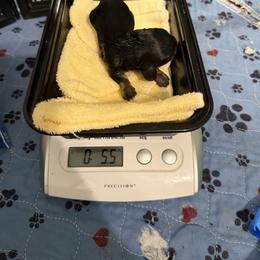 Bobby - Black and cream male Dachshund puppy in Irving, Texas from DFW Dachshunds by G & S